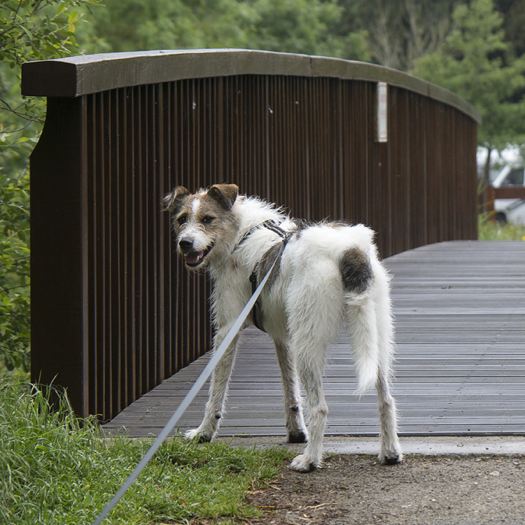 Tour Loire 05 - 201520150516_05165639 als Smartobjekt-1 Kopie.jpg - Felixi hat im nahegelegenen Park mal wieder die Hasen aufgemischt und mußte demzufolge an die Leine